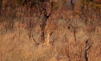 Matetsi private game reserve