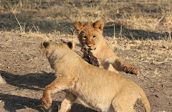 Hwange NP