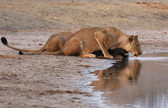 Hwange NP
