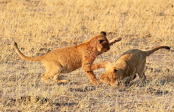 Hwange NP