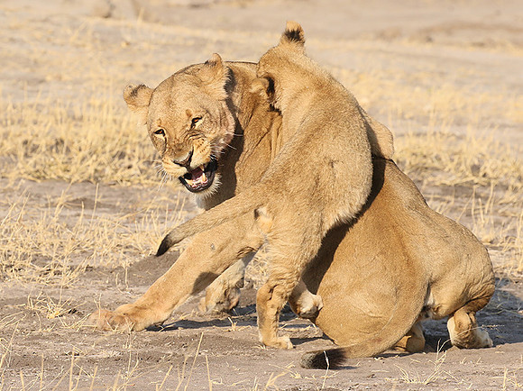 Hwange NP