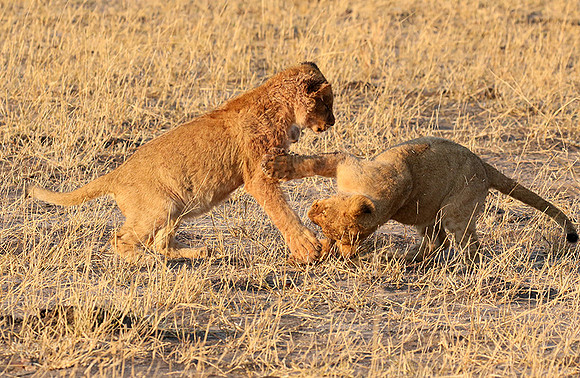 Hwange NP