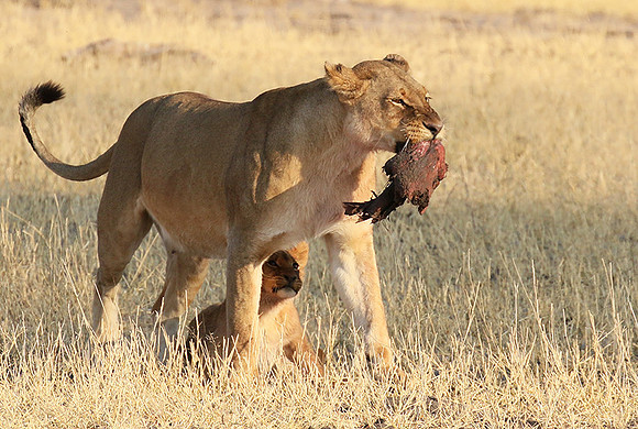 Hwange NP