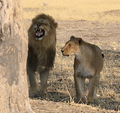 Hwange NP