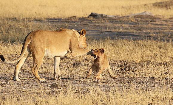 Hwange NP