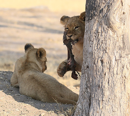 Hwange NP