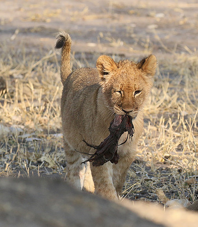 Hwange NP