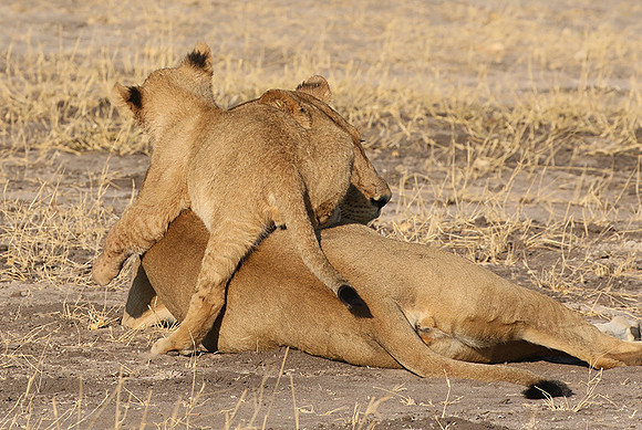 Hwange NP