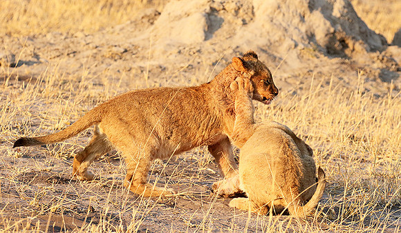 Hwange NP