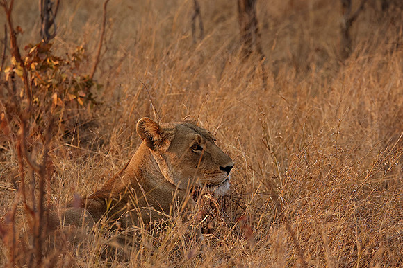 Matetsi private game reserve