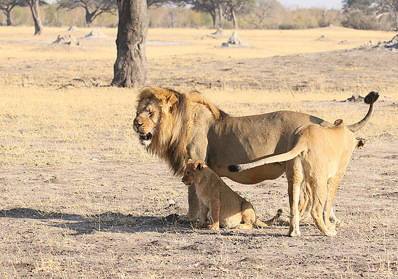 Hwange NP