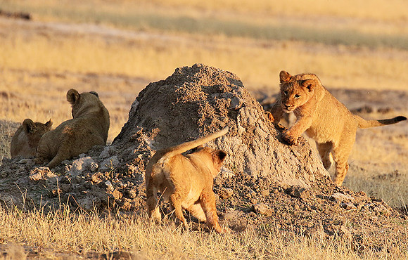 Hwange NP