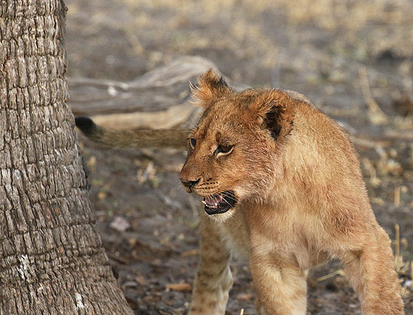 Hwange NP