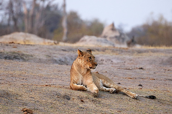 Hwange NP
