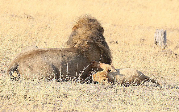 Hwange NP