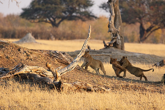 Hwange NP