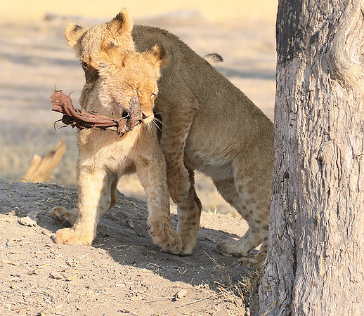 Hwange NP