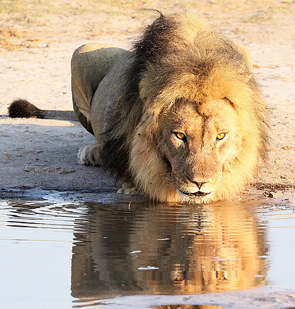 Hwange NP