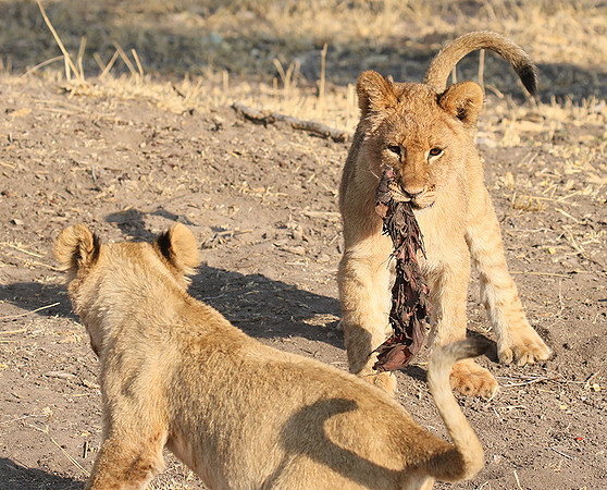 Hwange NP
