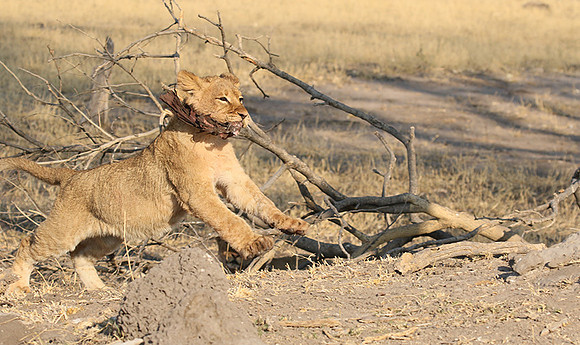 Hwange NP