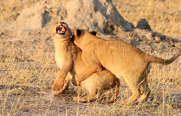 Hwange NP