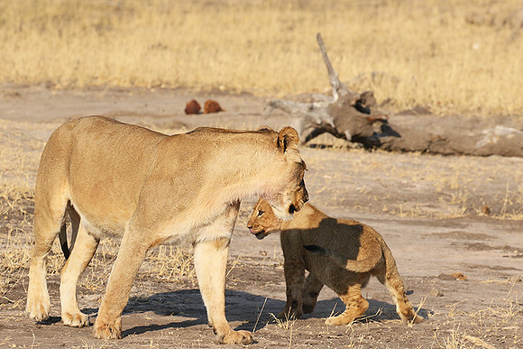 Hwange NP