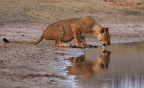 Hwange NP