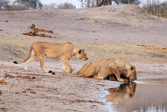 Hwange NP