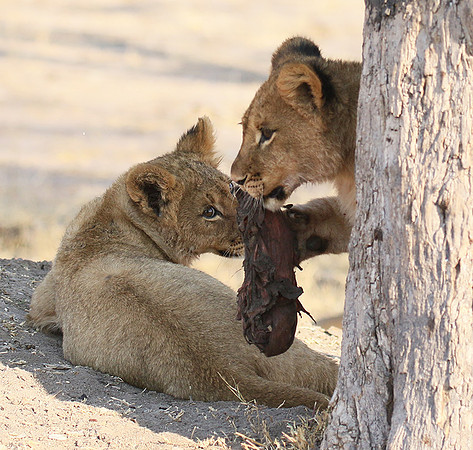 Hwange NP