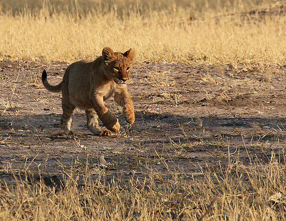 Hwange NP