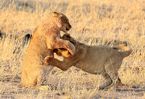 Hwange NP