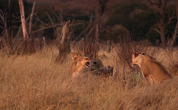 Matetsi private game reserve
