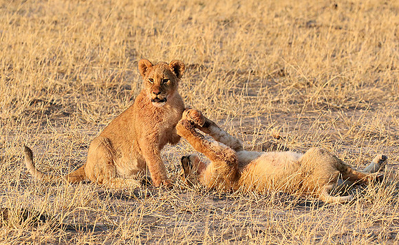 Hwange NP