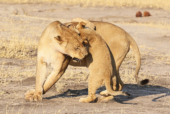 Hwange NP