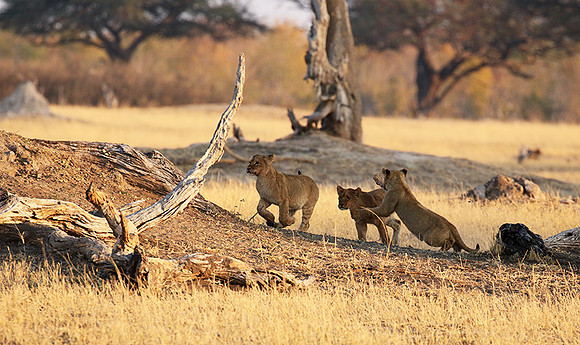 Hwange NP