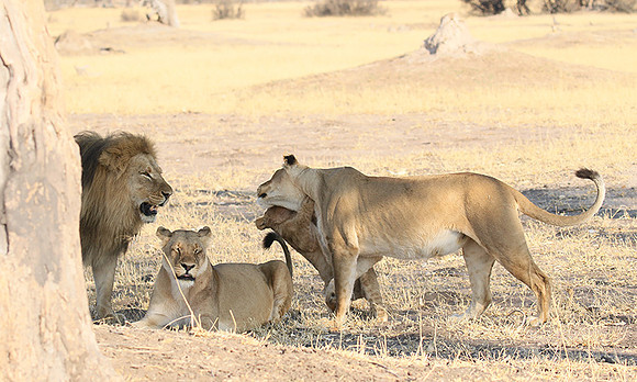 Hwange NP
