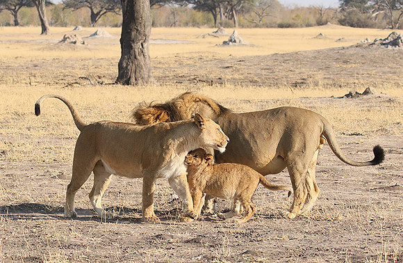 Hwange NP