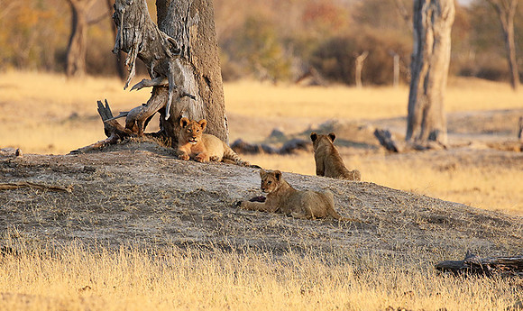 Hwange NP