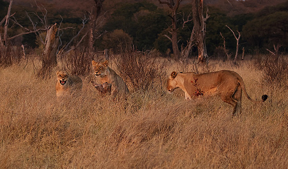 Matetsi private game reserve