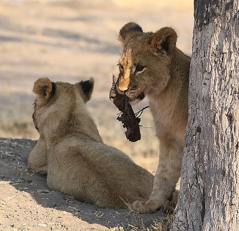 Hwange NP