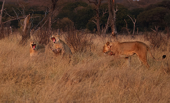 Matetsi private game reserve