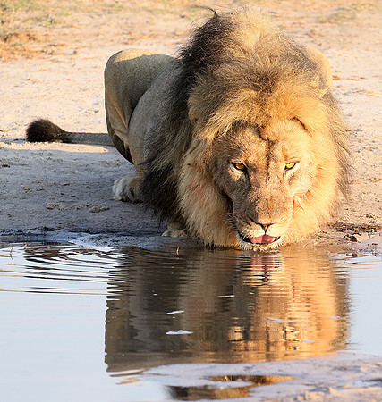 Hwange NP