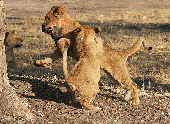 Hwange NP