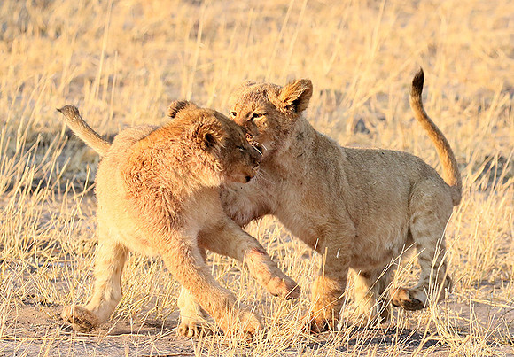Hwange NP