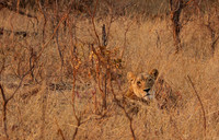 Matetsi private game reserve