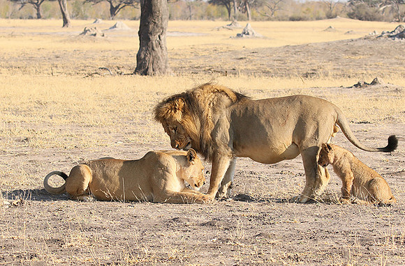 Hwange NP