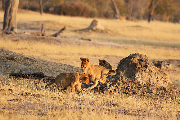 Hwange NP