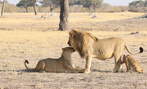 Hwange NP