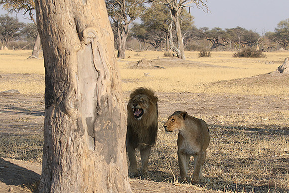 Hwange NP