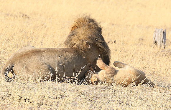Hwange NP